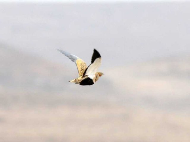 Птицы Южного Казахстана